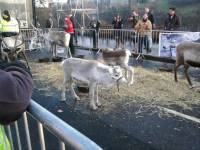 reindeer