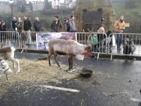 reindeer