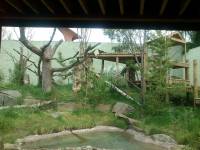 edinburgh zoo marmoset