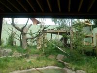 edinburgh zoo panda