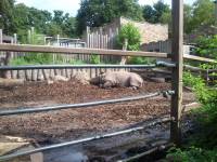 edinburgh zoo rhino