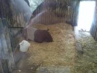 edinburgh zoo tapir