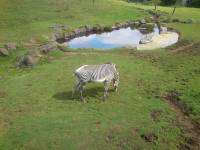 edinburgh zoo zebra