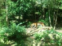 edinburgh zoo tiger