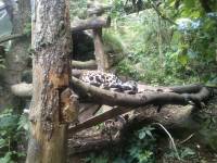 edinburgh zoo black jaguar