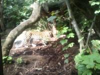 edinburgh zoo jaguar