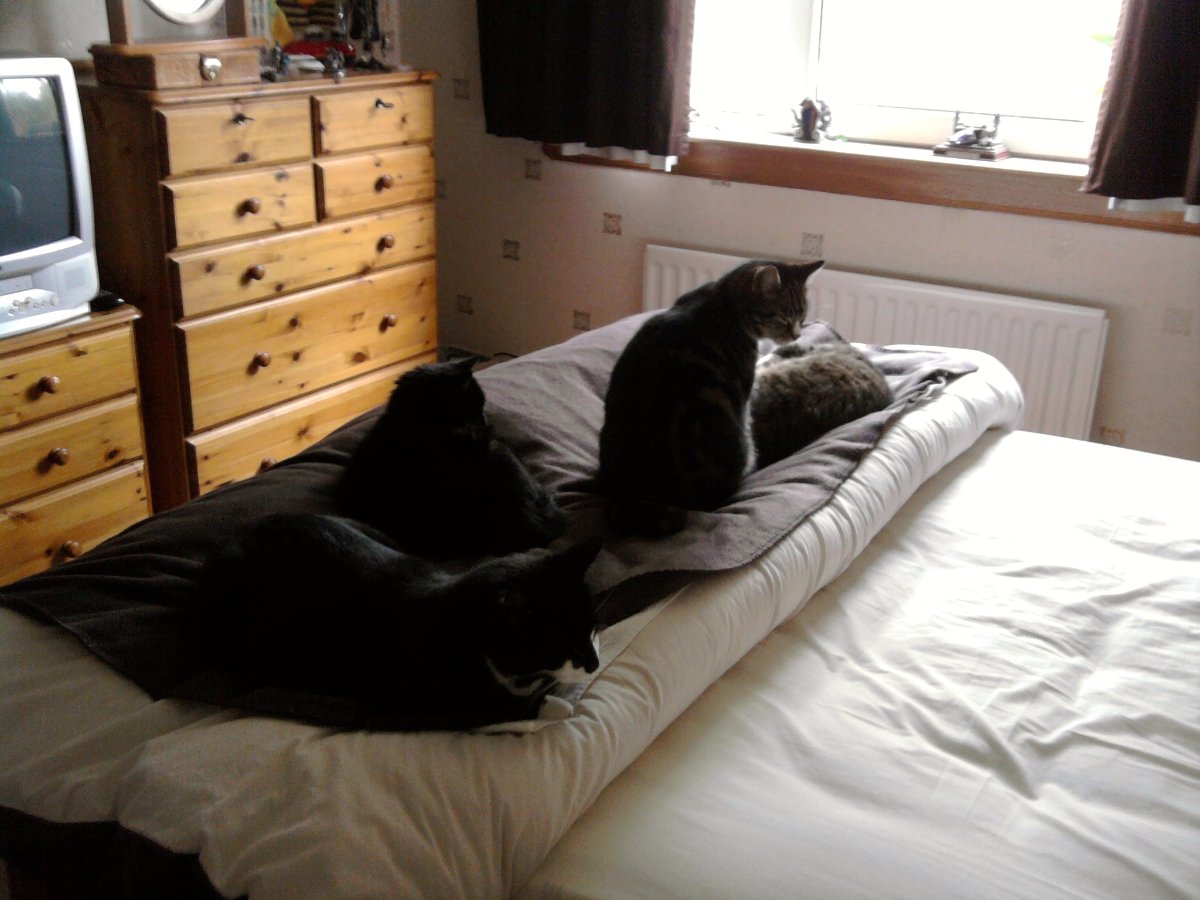 toby, gizmo, sunny and casey