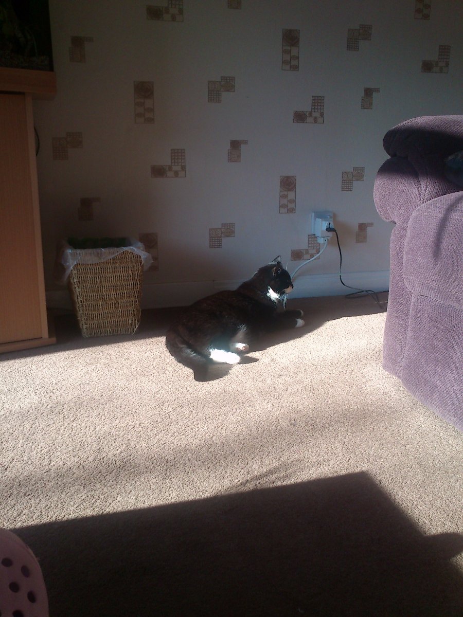 toby
