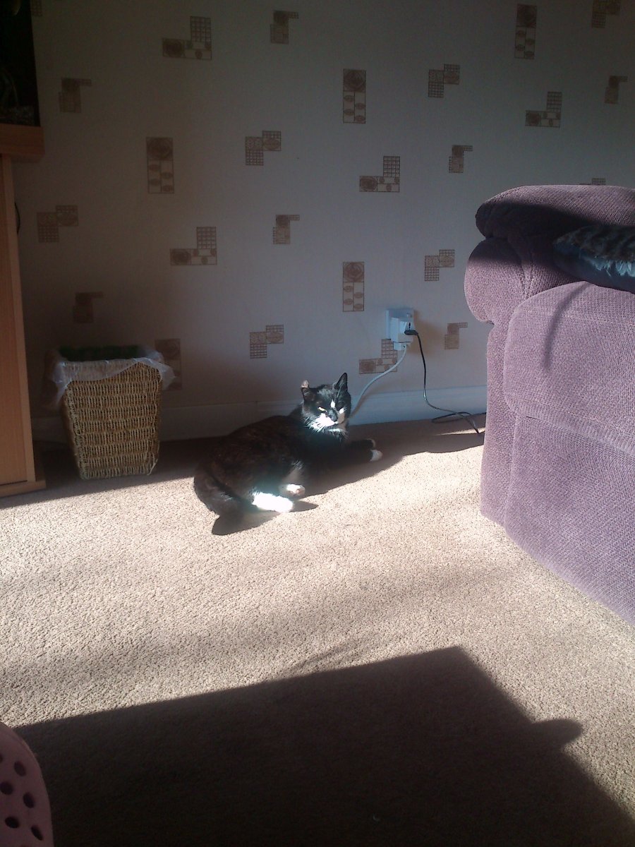 toby