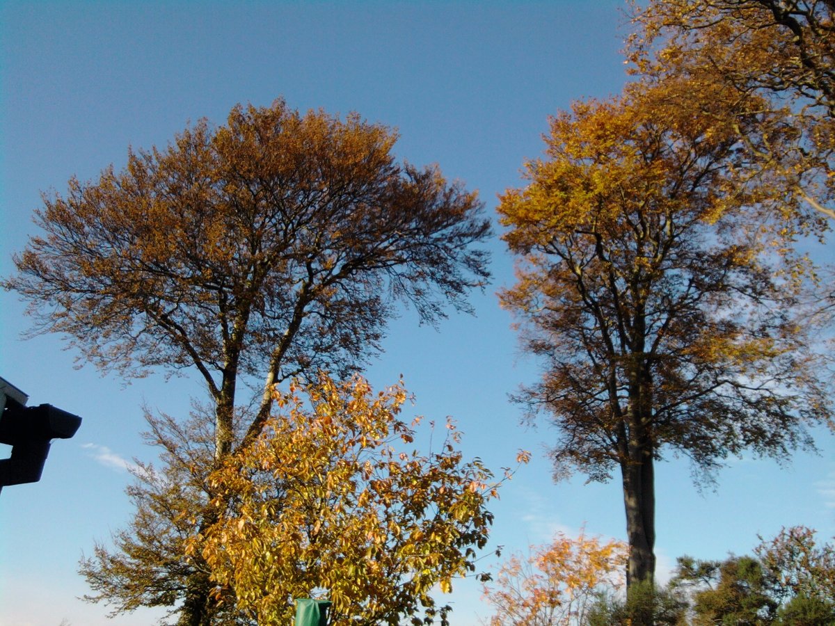 trees