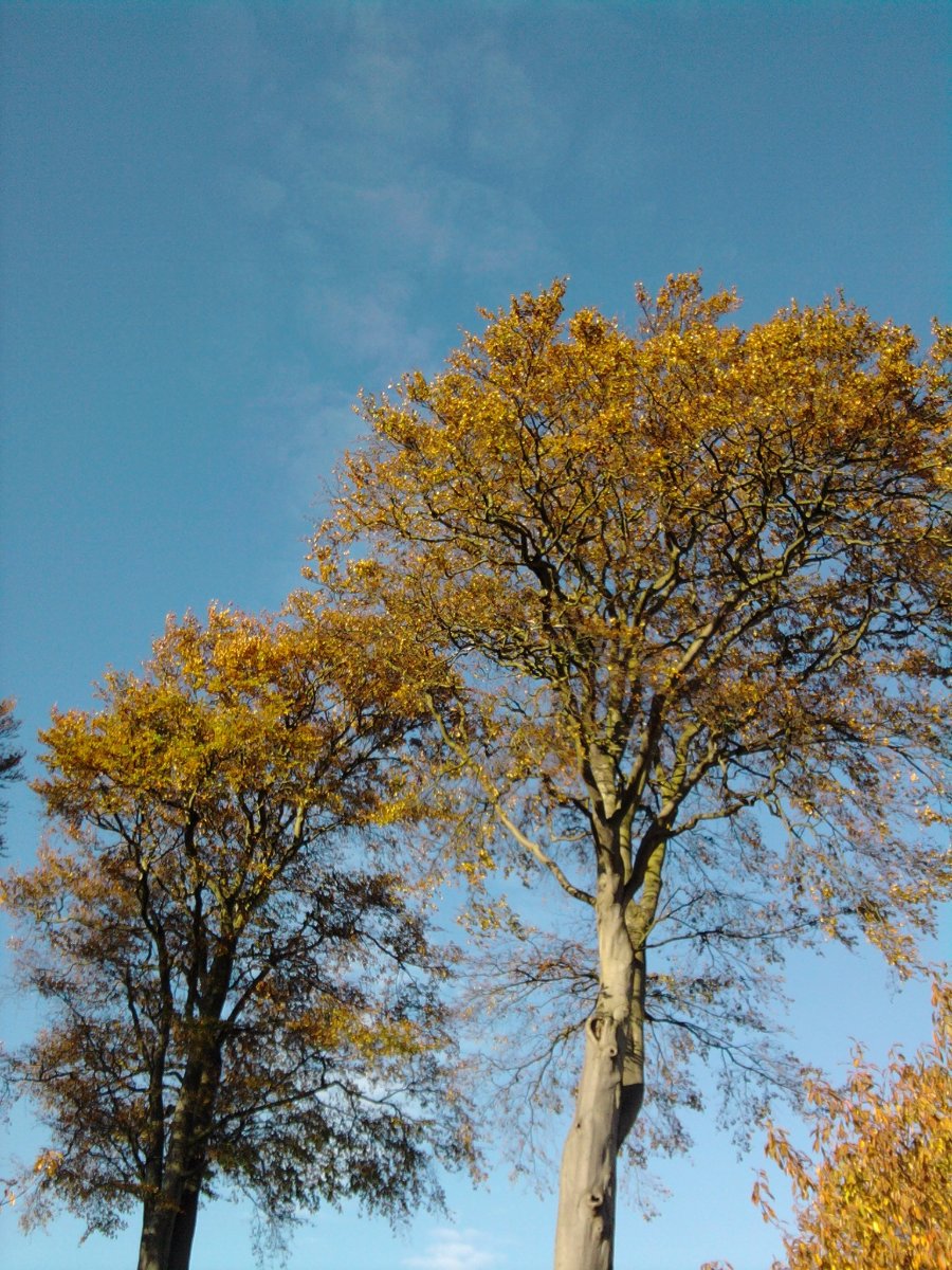trees