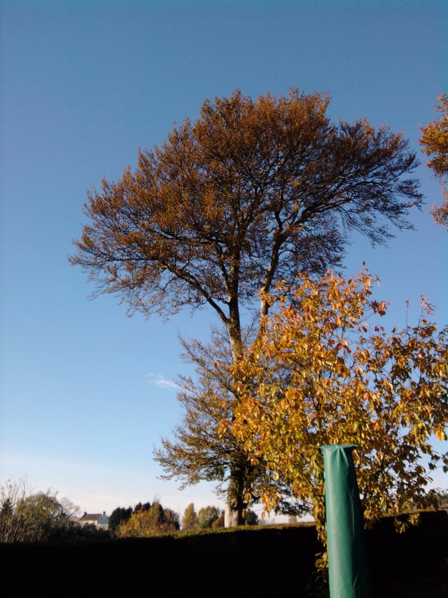 trees
