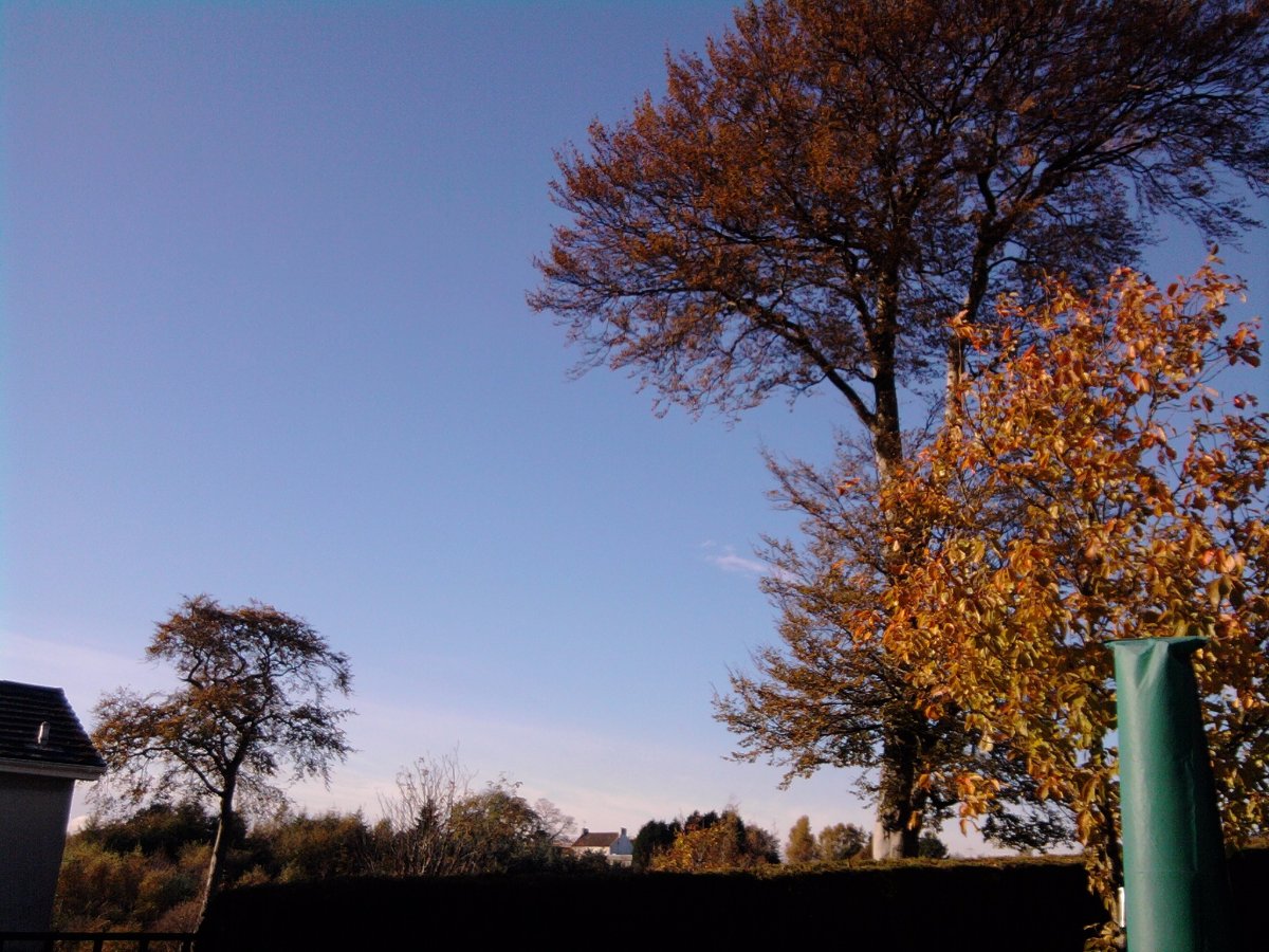 trees