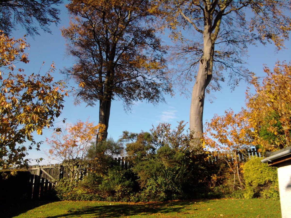 trees