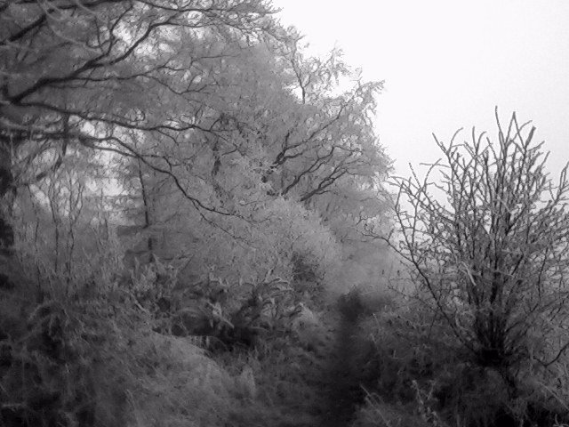 winter trees