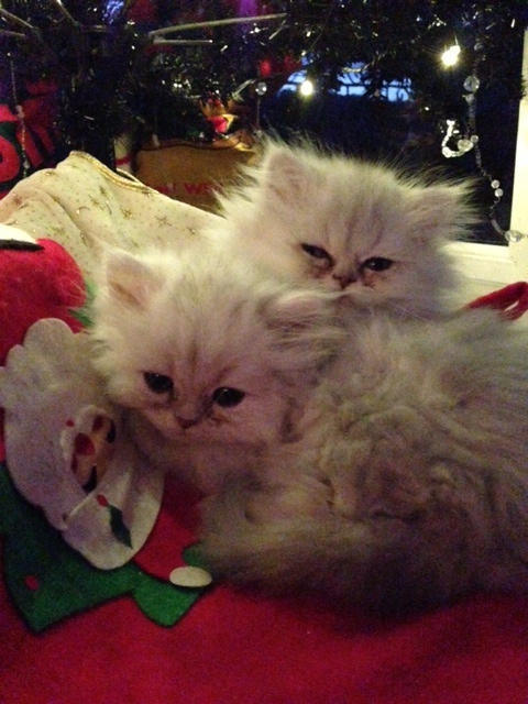 My chinchilla persians
