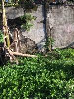 Green, leaves, nature, wall