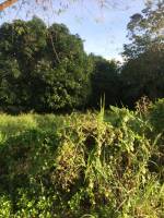 Nature, green, trees, leaves