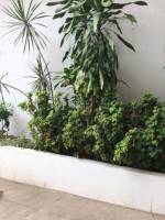 Plants