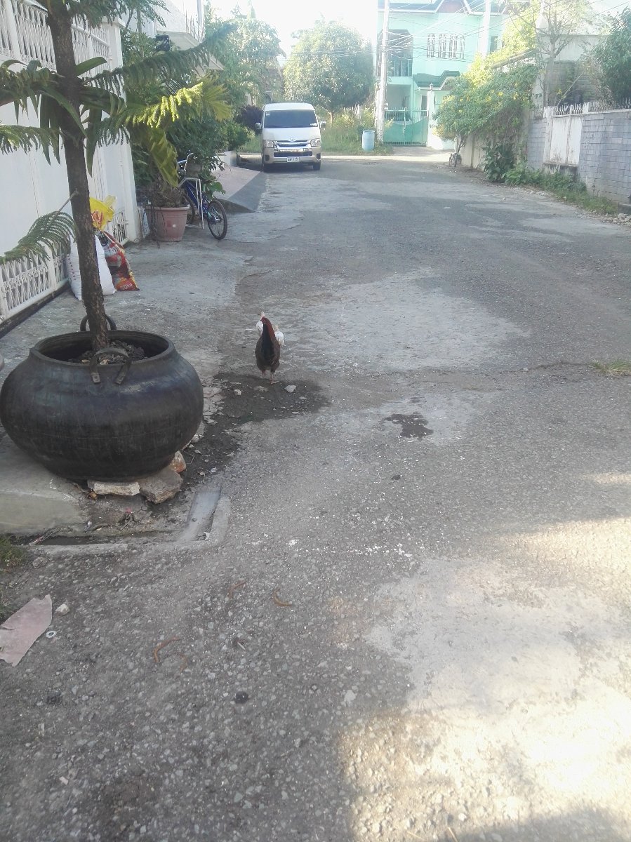 Chicken