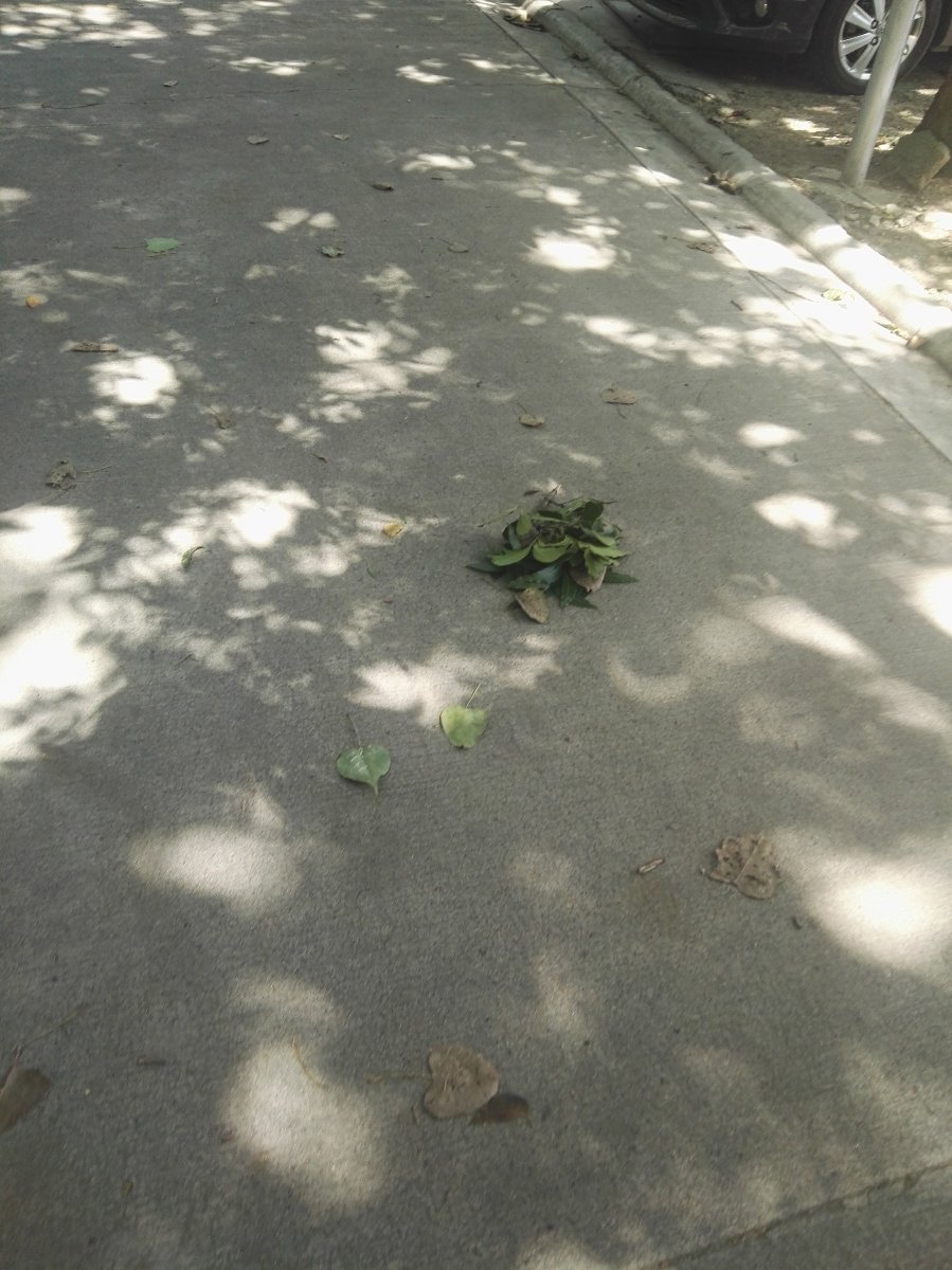 Leaves