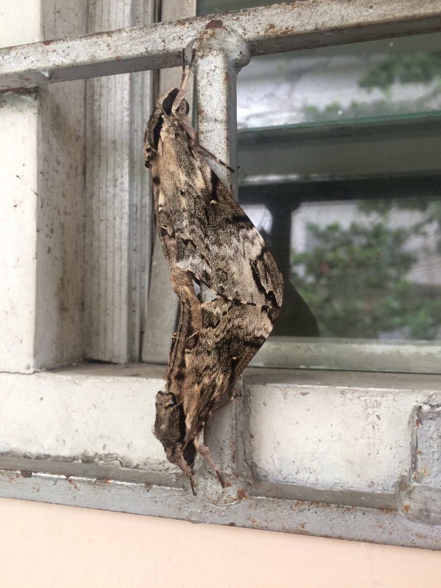 Moth