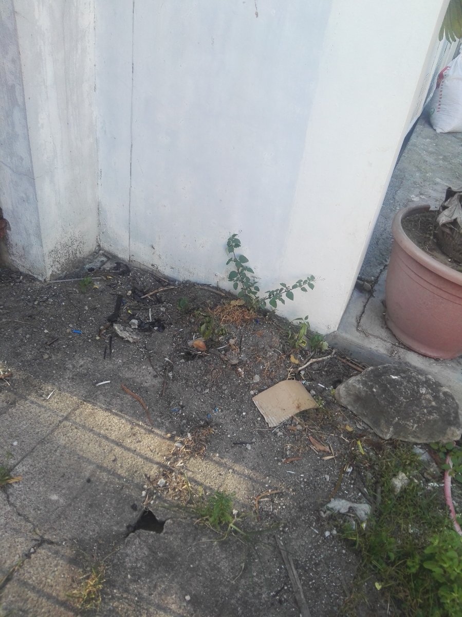 Plant