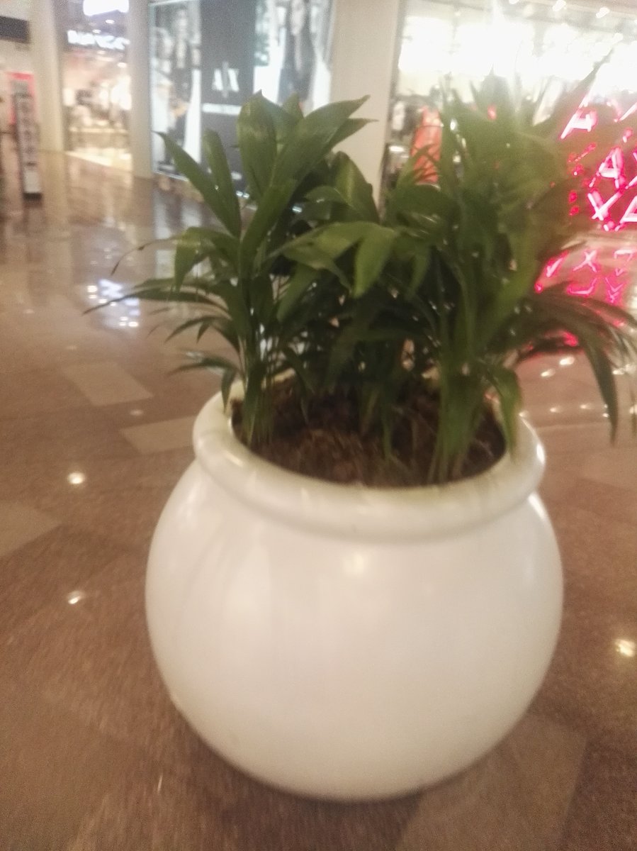 Plant