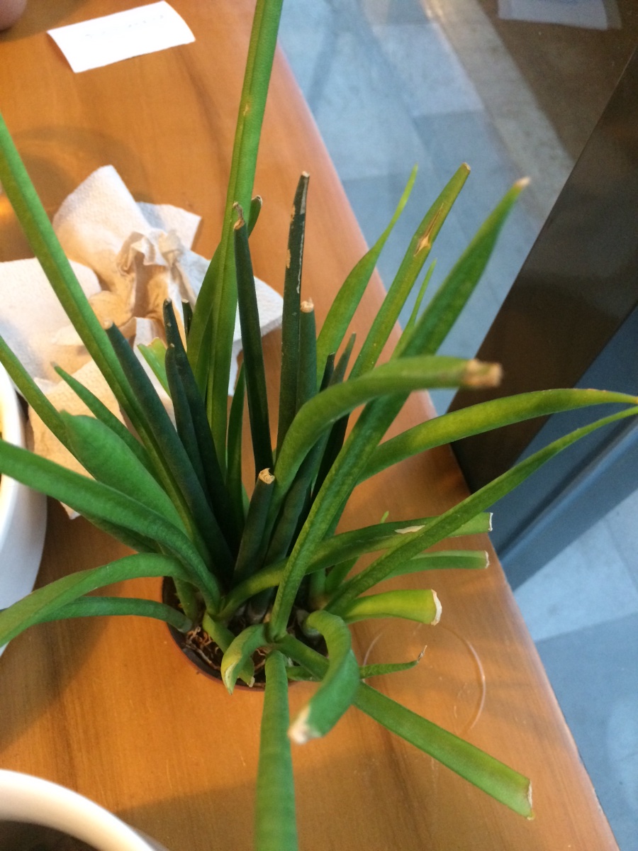 Plant