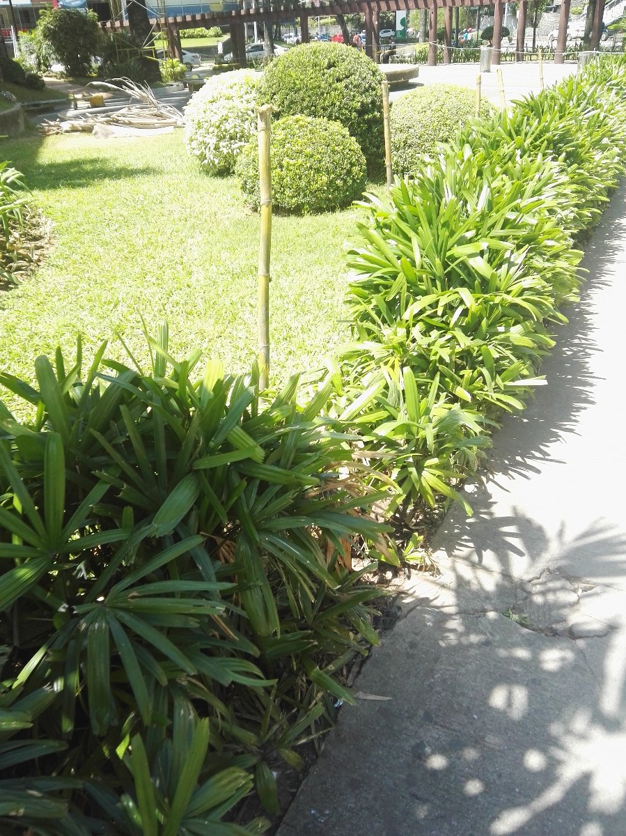 Plants