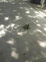 Leaves