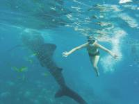 oslob, whale shark, swimming