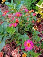 Wild Flowers