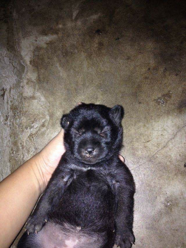 dog puppy black puppy cute cute dog cute puppy animal small tiny sleeping sleep black bear bear dog dog bear cutie pie pet love
