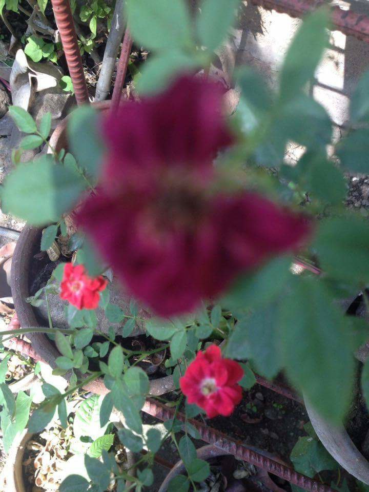 flower rose leaf leaves plant green nature photography