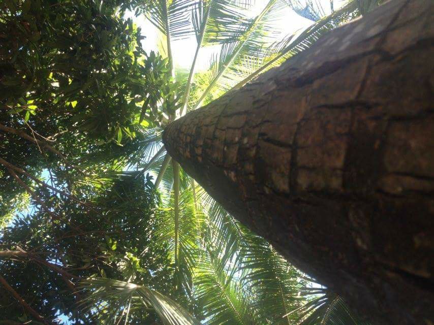 palm tree trees nature love bright sunny summer cool enjoy
