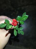 rose tiny rose red rose photography blur focus enchanted rose beauty and the beast love plant leaves leaf beauty beautiful
