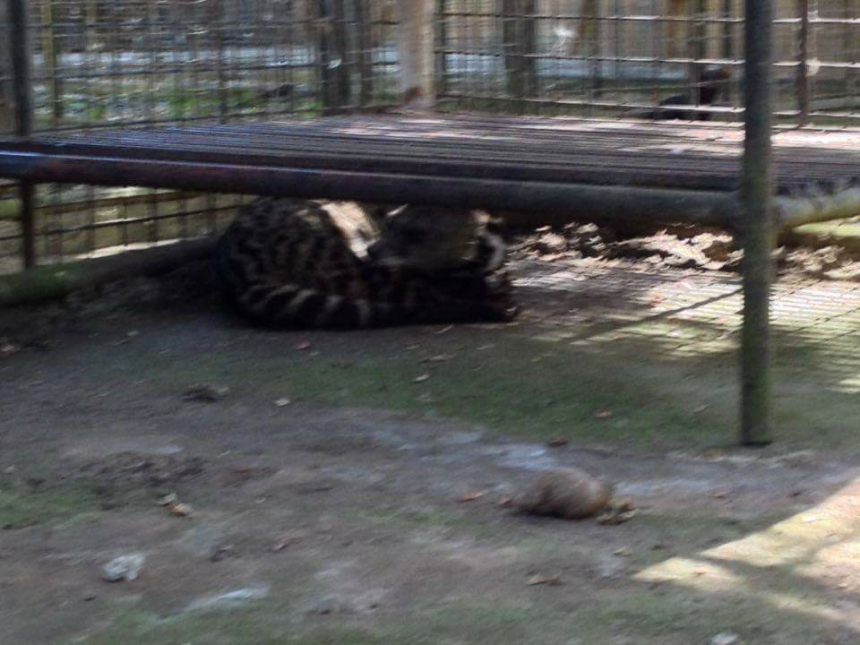 wild cat, zoo, animal, cat, wild