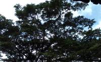 The long roots of the tree