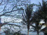 Those Long Countless Coconut Trees 