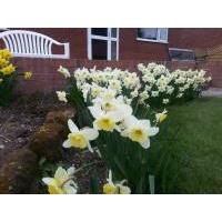 Daffodils, flower, Walcott, UK